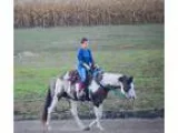 BREEDERS TRUST Stunning Grulla Overo Stallion with all the WOW F