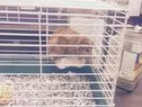 Adopt Starfire a Abyssinian
