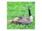 Monthly Animal Stories for Preschoolers