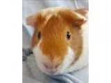 Adopt Peanut Butter - Companion To Snowflake and Milton a Guinea