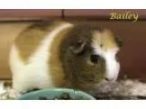 Adopt Bailey a Guinea Pig