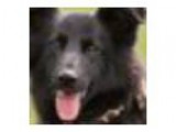 Creating Courageous Canines