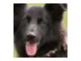 Creating Courageous Canines