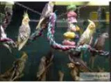 Baby Cocktiels