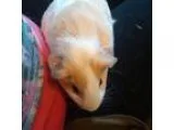 Adopt Flopsy and Princess a Guinea Pig Teddy