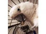 Adopt ChiChi a White Cockatoo bird in Fairport NY (14753147)
