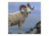 Alaska Wild Sheep Foundation Annual Banquet and Fundraiser