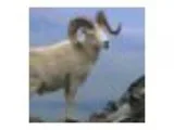 Alaska Wild Sheep Foundation Annual Banquet and Fundraiser