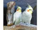 Adopt COLBY AND KIWI a Cockatiel