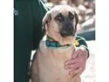 Adopt Gus a Basset Hound  Mastiff  Mixed dog in Golden CO (15135