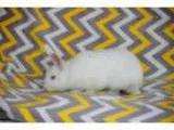 Adopt Duck a American Florida White