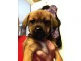 Adopt Heather a BrownChocolate - with Black Shih Tzu  Poodle (Mi