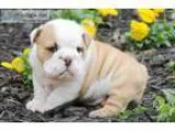 English bulldog puppies akc oo gh