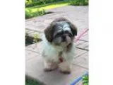 Adopt Sweet Snickers a Shih Tzu
