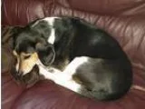 Adopt Parker a Beagle