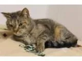 Adopt Norma Jean a Domestic Short Hair Torbie