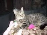 Adopt Sara a Domestic Short Hair