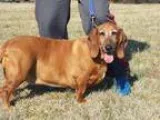 Adopt Ginger a Basset Hound