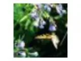 Native Plant Walk