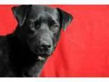 Adopt Richie a Basset Hound Labrador Retriever