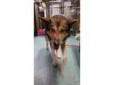 Adopt Clem a BrownChocolate - with Black Husky  Mixed dog in Nor