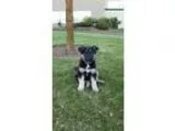 Adopt Annie a Black - with Tan Yellow or Fawn German Shepherd Do