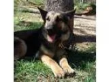 Adopt Darcy a German Shepherd Dog