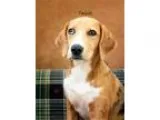 Adopt Tahiti a Catahoula Leopard Dog