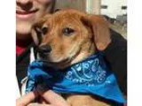 Adopt Bonnie a German Shepherd Dog Lakeland Terrier
