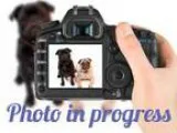 Adopt Luke a Hound German Shepherd Dog