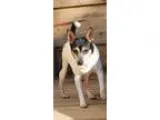Adopt Lexx a Miniature Schnauzer Miniature Poodle Mixed dog in