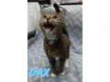 Adopt Dax- Adopt for 50 a Domestic Short Hair