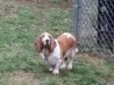 Adopt Bella a Basset Hound