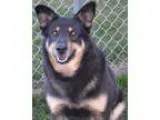 Adopt Irish a Black - with Tan Yellow or Fawn German Shepherd Do