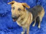 Adopt Chesney a German Shepherd Dog  Mixed dog in Portland OR (1