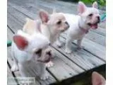 French bulldog puppies fawn sables
