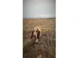 Adopt Moses a Basset Hound