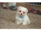 Samual Labradoodle - Price: 950