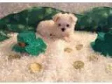 Puuew teacup maltese puppies for sale