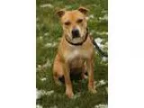 Adopt Sunset a American Staffordshire Terrier Terrier