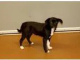 Adopt Amy a Black Terrier (Unknown Type Medium)  Pug  Mixed dog 