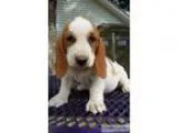 Best friend basset hound puppies