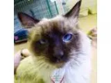 Adopt Pharoh a Siamese  Mixed cat in Washougal WA (15143208)