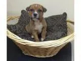 English bulldog puppies champion lines