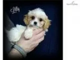 Cavachon Puppies - Meet Lilly