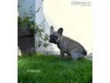 Stunning beautiful french bulldog puppie