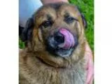 Adopt 60300 Samson a RedGoldenOrangeCh estnut - with Black Sheph