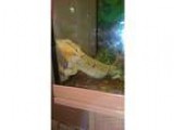 3 year old female bearded dragon