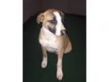 Adopt Lilly - Barton Pup1 a TanYellowFawn - with White Shepherd 