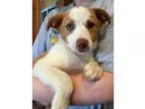 Adopt Fiona-Adopted a Pit Bull Terrier